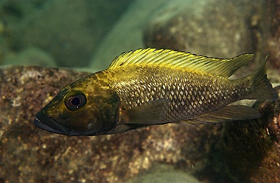 Lamprologus lemairii 'Cape Nangu'
